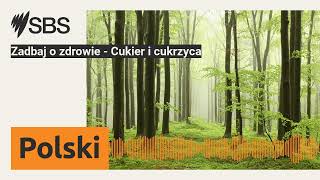 Zadbaj o zdrowie  Cukier i cukrzyca  SBS Polish  SBS po polsku [upl. by Erdnael802]