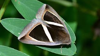 The Triangularstriped Moth  Chalciope Mygdon [upl. by Ostraw]