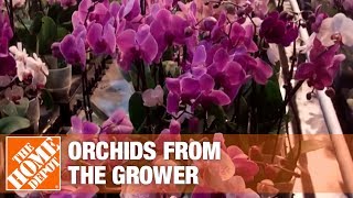 Getting Orchids from the Growers to Market Part 1  The Home Depot [upl. by Inalak]