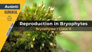 11B03  Plant Kingdom  Bryophytes Class 11  Moss  Reproduction in Bryophytes  Liverwort [upl. by Ecydnak493]