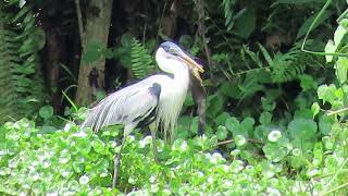 Garzón AzulCocoi HeronArdea cocoi [upl. by Rosdniw]