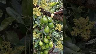 ANILLADO en Aguacate para activar la floración y el cuaje fertilizante plantas abono frutas [upl. by Ahsehat]