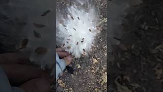 Milkweed Seeds monarch milkweed nativeplants minnesota fall wildlife nature [upl. by Nehttam475]