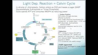 A2 Edexcel Biology Unit 4  Photosynthesis [upl. by Ettenay272]