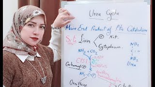 Protein Metabolism Session 6 Urea Cycle [upl. by Othe464]