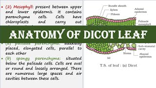 Anatomy of dicot leaf [upl. by Asillem]