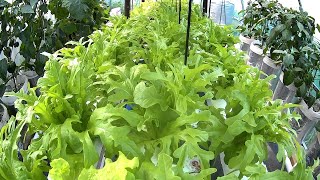 Royal Green Itallian Oakleaf Lettuce Timelapse [upl. by Rosio504]