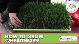 How to grow Wheatgrass [upl. by Eelnodnarb473]