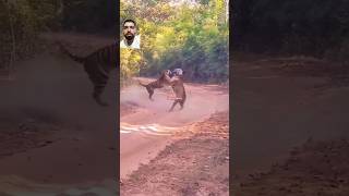 Tiger fight youtube tiger wildlife animals [upl. by Entruoc]