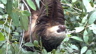 Tortuguero Canal Boat Trip  Costa Rica sloths and howler monkeys [upl. by Kauffmann361]