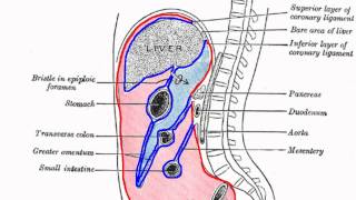 Peritoneal Cavity  Part 1  Anatomy Tutorial [upl. by Aremmat392]