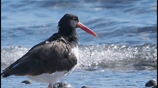 35 Resting Oystercatchers in October Ostrero Pio Americano [upl. by Ardnuasal]