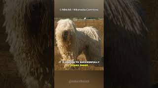 Komondor  The Mop Dog [upl. by Airegin669]