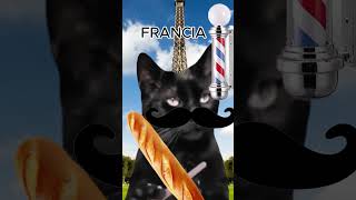 i gatti allestero cat memes funny perte neiperte halloween joyy animals [upl. by Holcman]