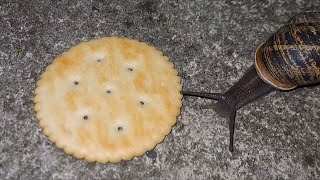 Snail Eating Ritz Cracker But There’s Doom Music [upl. by Idoj]