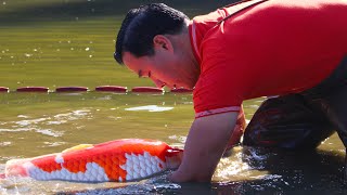 THE RISE OF THE JAPANESE KOI  HD DOCUMENTARY [upl. by Isiah]