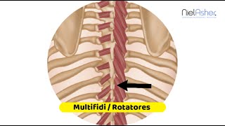 Multifidi and Rotatores  Trigger Point Anatomy [upl. by Cita]