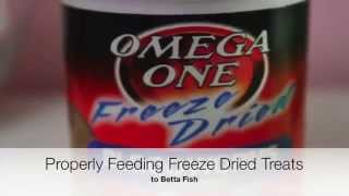 PROPERLY Prep Freeze Dried Bloodworms  Betta Fish [upl. by Eceela]