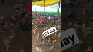 25 day in poultry farm chicks [upl. by Ttreve314]