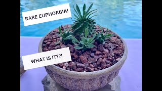 Rare Euphorbia Cocklebur Hybrid Succulent  Episode 152 [upl. by Kcirdneked583]