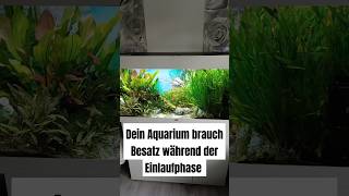 Aquarium Besatz während der Einlaufphase [upl. by Summers370]