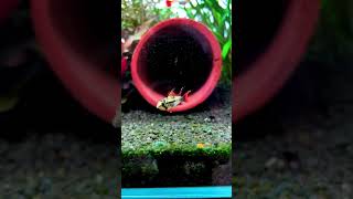 apistogramma cacatuoides double red apistogramma aquarium [upl. by Reinwald317]