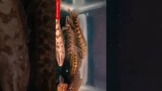 Snakehead fish keeping in Aquarium snakeheadfish shortsviral aquariumfish trending viral fish [upl. by Nwahsyar423]