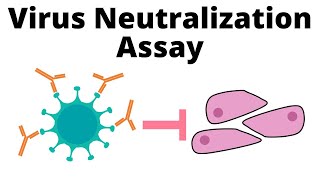 Antibodies effective against Omicron  Serum Virus Neutralization assay [upl. by Adnohsat]