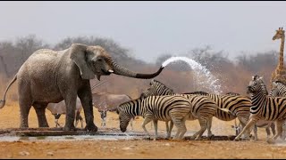 Top 10 Most Emotional Animals Discover the Heartfelt Side of the Animal Kingdom [upl. by Dnalyr182]