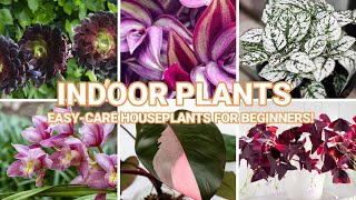 Top 35 Low Maintenance Indoor Plants for Beginners  EasyCare Houseplants [upl. by Avilo]