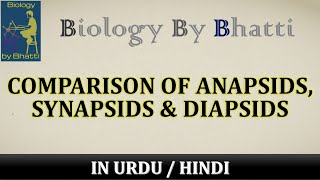 Differences Among Anapsids Diapsids and Synapsids [upl. by Yerfej362]