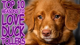 Top 10 Reasons to LOVE your Nova Scotia Duck Tolling Retriever  Growing Up Qweens [upl. by Anih]