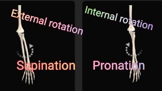 Radioulnar jointInternal and External Rotation [upl. by Naired]