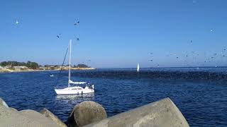 Sooty shearwater migration in Santa Cruz [upl. by Anat291]