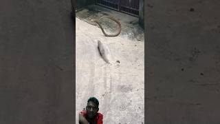 mongoose vs Big snake fight [upl. by Tacklind]