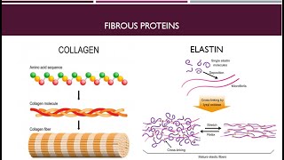 Globular Proteins and Fibrous Proteins Part 2 [upl. by Orfurd339]