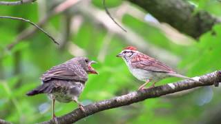 Cowbird Fledgling bird cries for food raised by Chipping Sparrows BrownHeaded Brood Parasite [upl. by Ollehto]