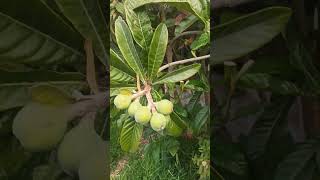 Loquat Fruit tree growing all year round in zone 9b Through winter and never lost its leaves [upl. by Haidabez]