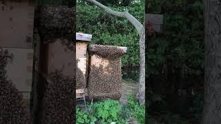 Varroa treatment during the honey flow [upl. by Magnum324]