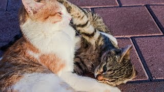 How to Treat Fleas in Young Kittens and Nursing Mothers  Removing Fleas [upl. by Annyrb337]