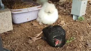 cohabitation entre poules Araucana Soie et Bantam de Pékin [upl. by Hcurab]