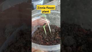 zinnia plant germinated seeds  how to grow zinnia plants from seeds  zinnia plant seeds  zinnia [upl. by Aisinoid888]