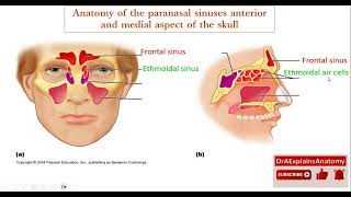 Anatomy of the Paranasal sinuses  Identify the structures with me  Part 3 of 13 [upl. by Prud]