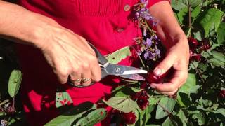 How to harvest rosellas [upl. by Yremrej805]