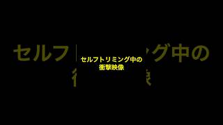 衝撃映像🫨犬トイプードルセルフトリミング研ナオコ [upl. by Calla]