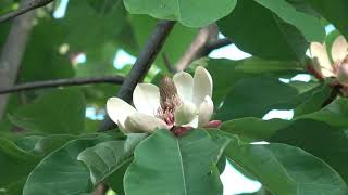 ホオノキ 朴の木 厚朴 Magnolia Obovata Junimagnolia Магнолия Magnolia ObovataThumb JapaneseWhitebarkMagnolia [upl. by Lorrac]