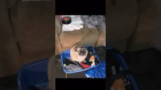 Dancing pug meme memes pug [upl. by Hearn]