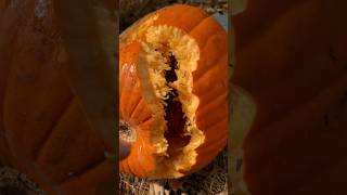 Double Shotgun Slugs VS Pumpkin [upl. by Eudora]