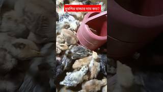 Polti murgi bacha dam koto shortsfeed [upl. by Adorne585]