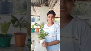 Shaping and Cutting Jade Plant into Bonsai 🌳  Avoid Over Watering shorts youtubeshorts garden [upl. by Akirderf262]